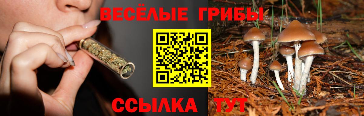 где можно купить   Галлюциногенные грибы мухоморы  Вход с VPN  Псилоцибиновые грибы прущие грибы  Великий Новгород 