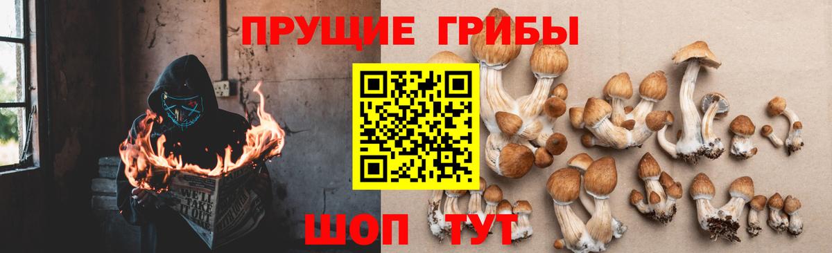 Галлюциногенные грибы Cubensis Великий Новгород